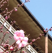 春　今年は桃と桜の花見かな